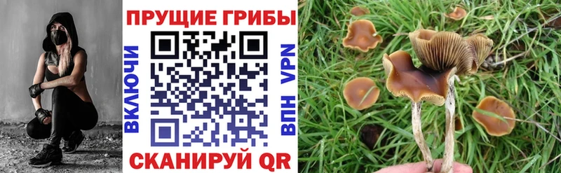 цены   KRAKEN рабочий сайт  Псилоцибиновые грибы прущие грибы  Вологда 
